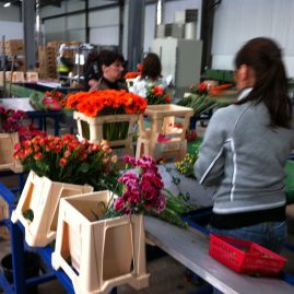 Flower packing tables and conveyor