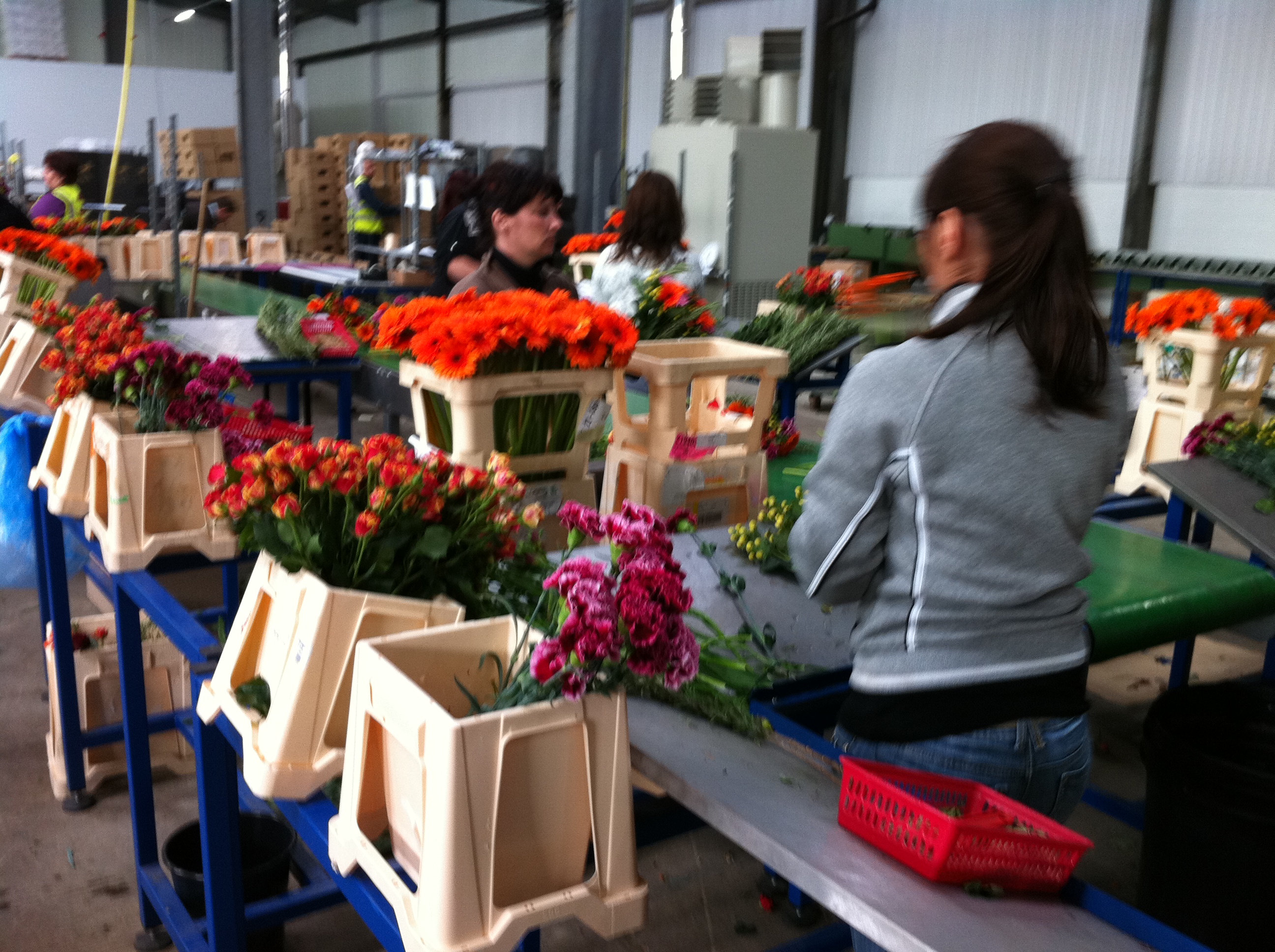 Flower packing tables and conveyor